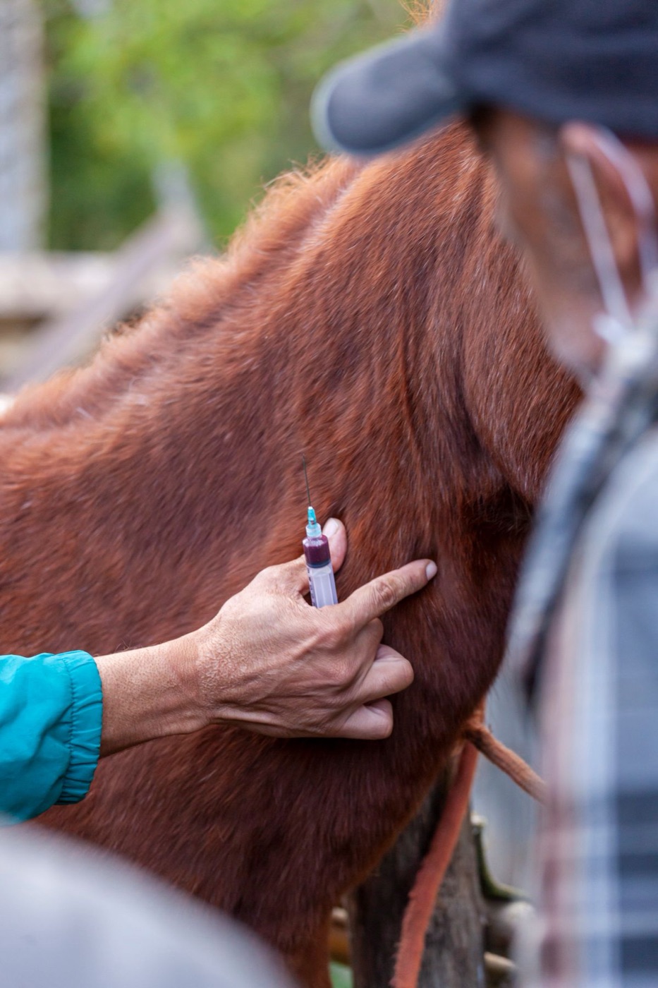 Vétérinaire en soin sur un cheval