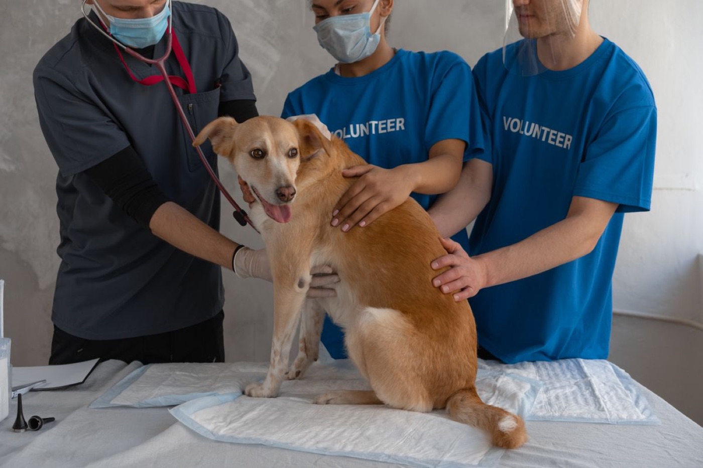 Équipe vétérinaire auprès d'un animal